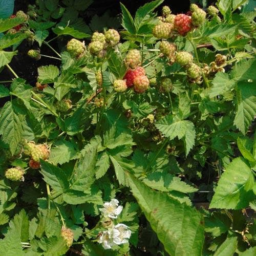 Loganberry Thornless