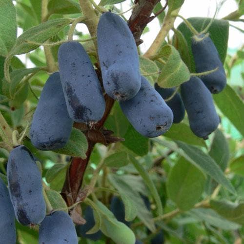  Honeyberry - Lonicera Caerulea Var. Kamtschatica