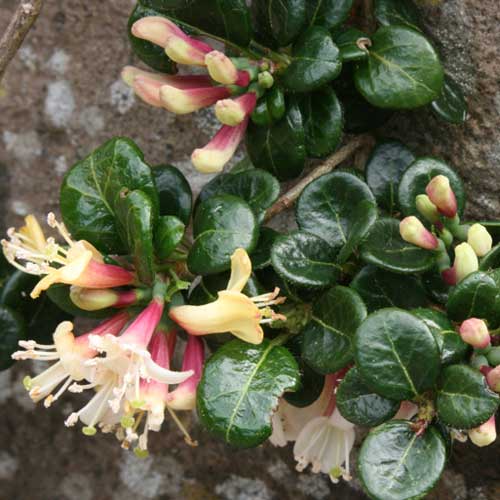  Lonicera Crassifolia