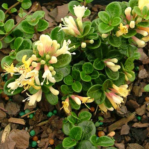  Lonicera Crassifolia