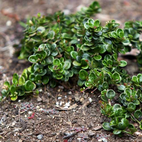  Lonicera Crassifolia