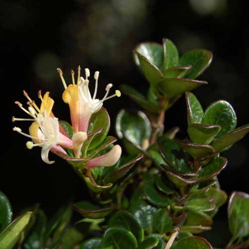  Lonicera Crassifolia