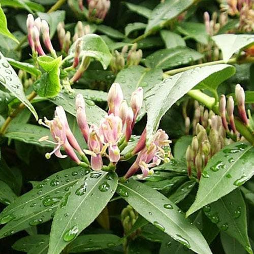  Lonicera Henryi