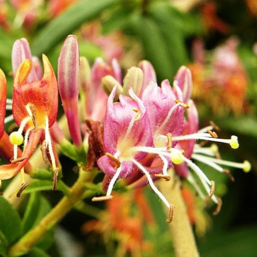  Lonicera Henryi