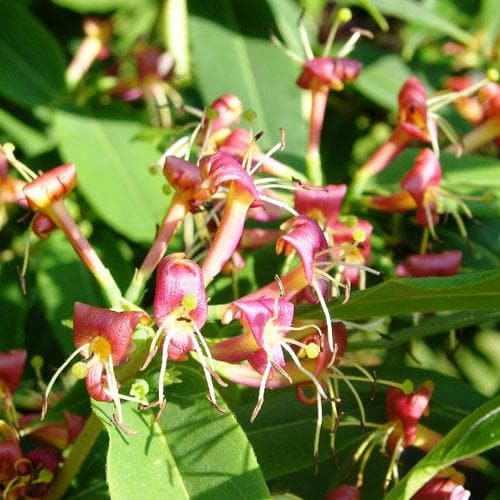  Lonicera Henryi