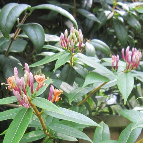  Lonicera Henryi
