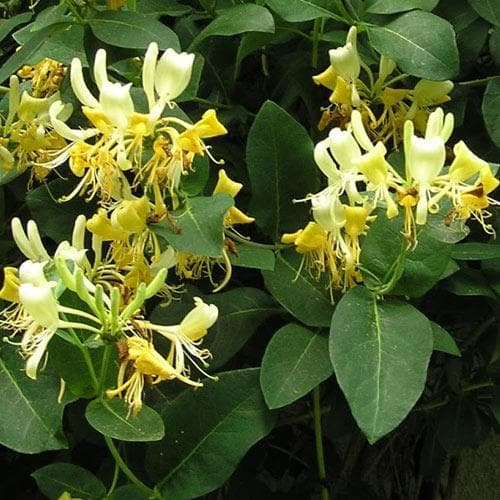 Lonicera Periclymenum Graham Thomas