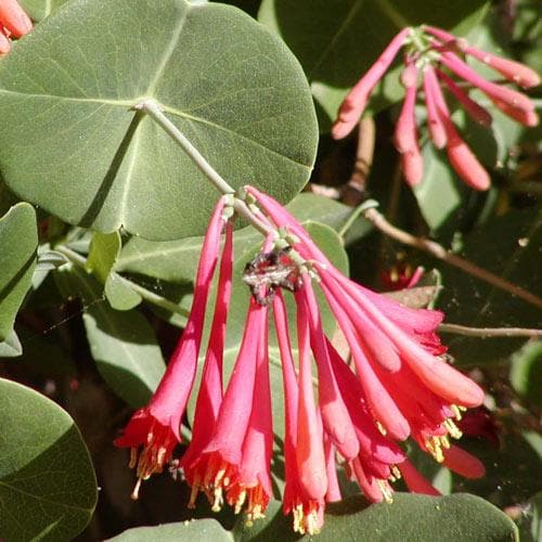  Lonicera Sempervirens