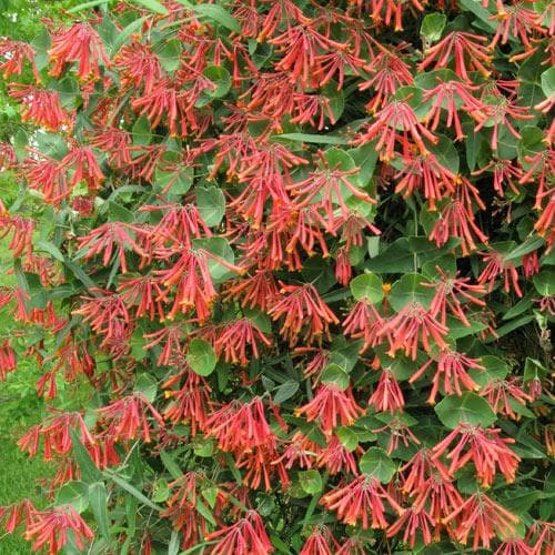  Lonicera Sempervirens