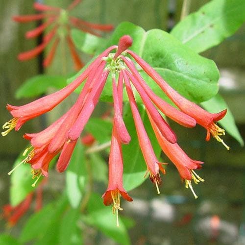  Lonicera Sempervirens