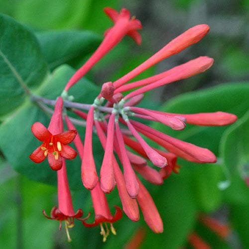  Lonicera Sempervirens