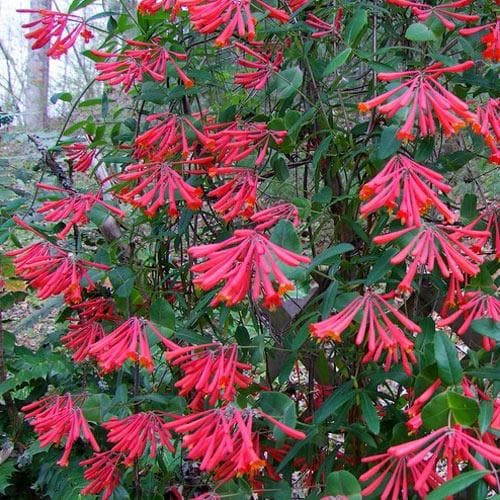  Lonicera Sempervirens