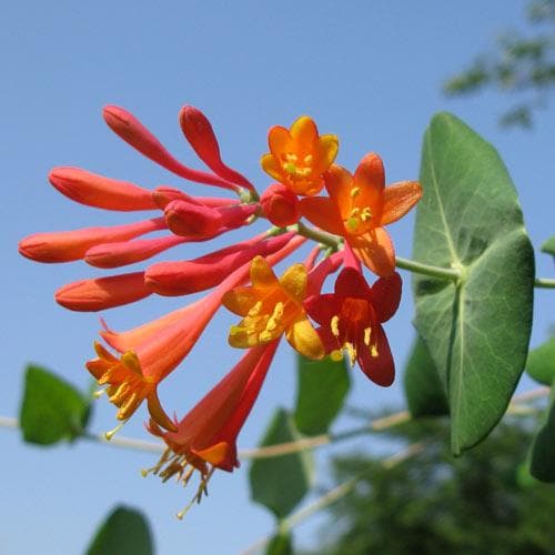  Lonicera Sempervirens