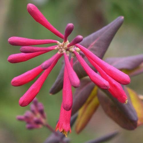  Lonicera Sempervirens