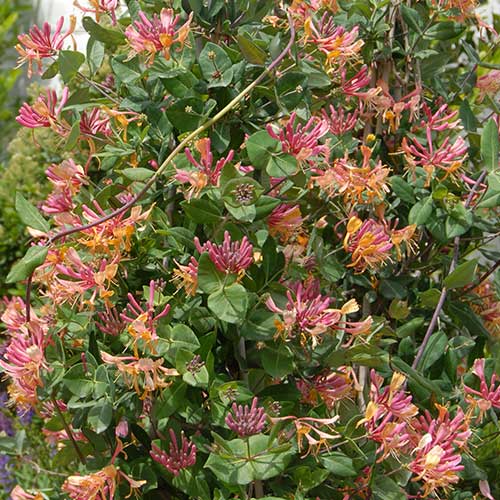  Lonicera X Heckrottii Gold Flame