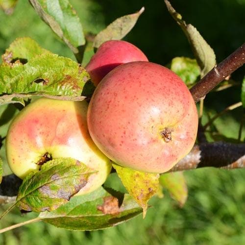  Apple Lord Derby