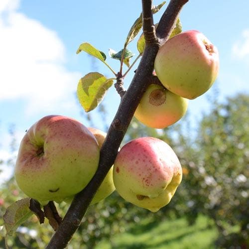  Apple Lord Derby