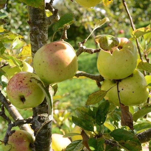  Apple Lord Derby