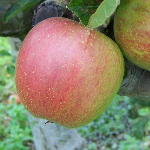  Apple Lord Hindlip