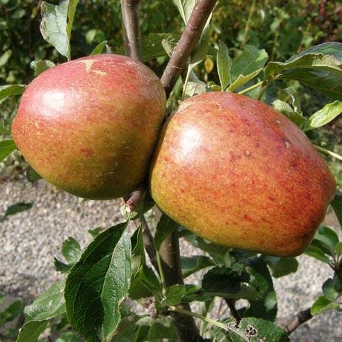  Apple Lord Hindlip