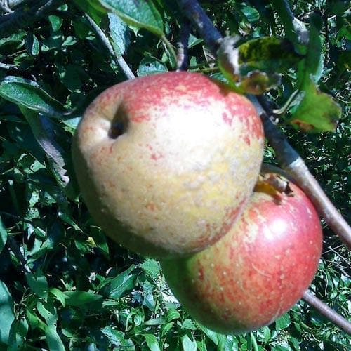  Apple Lord Hindlip