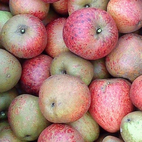  Apple Lord Hindlip