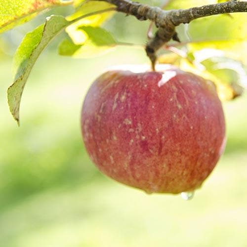  Apple Lord Lambourne