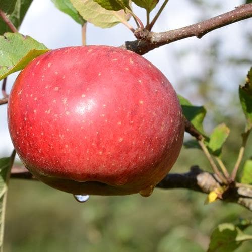  Apple Lord Lambourne