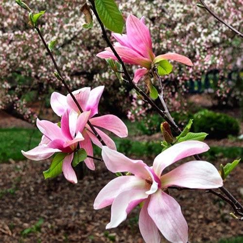  Magnolia Daybreak