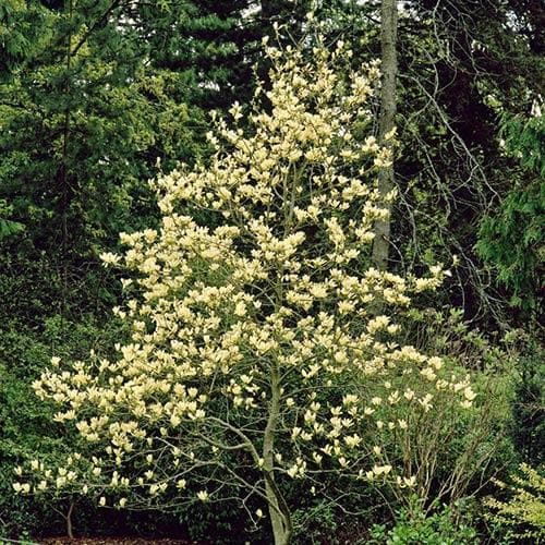  Magnolia X Brooklynensis Elizabeth