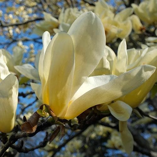  Magnolia X Brooklynensis Elizabeth