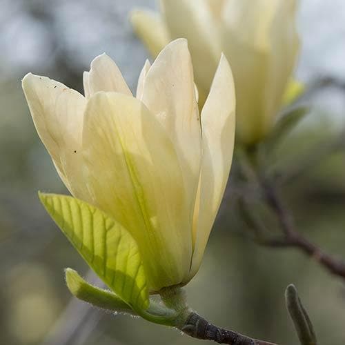  Magnolia X Brooklynensis Elizabeth