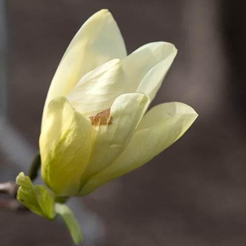  Magnolia X Brooklynensis Elizabeth