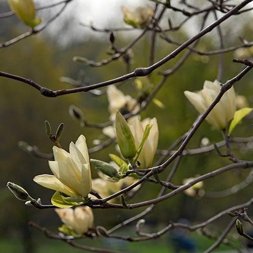  Magnolia X Brooklynensis Elizabeth