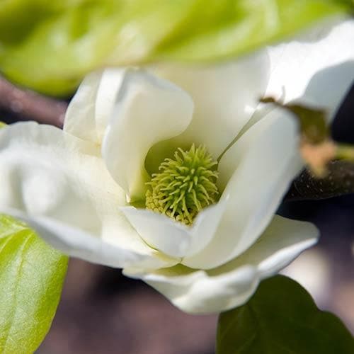  Magnolia X Brooklynensis Elizabeth