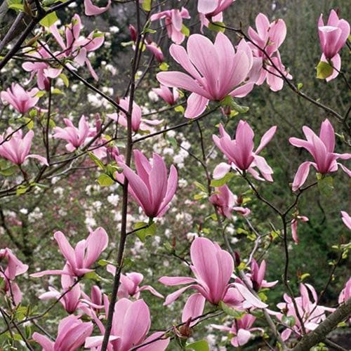  Magnolia Ricki