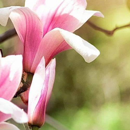  Magnolia Ricki