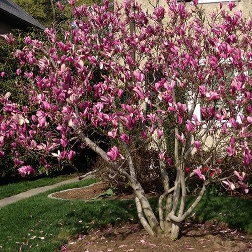  Magnolia Ricki