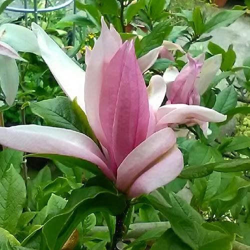  Magnolia Ricki