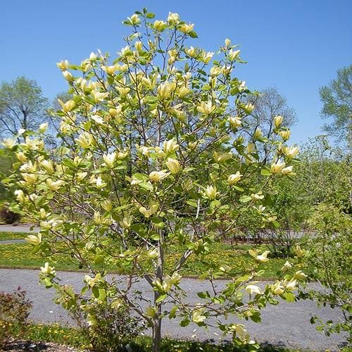  Magnolia Solar Flair