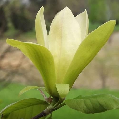  Magnolia Solar Flair