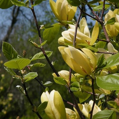  Magnolia Solar Flair