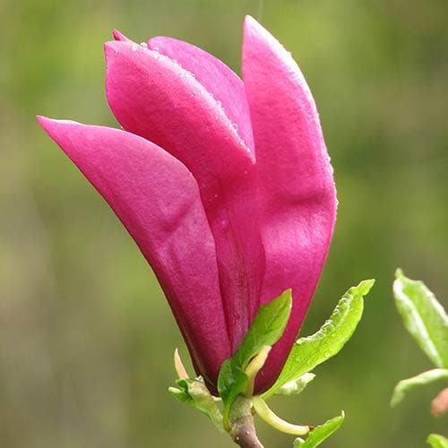  Magnolia Susan