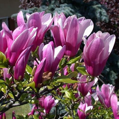  Magnolia Susan