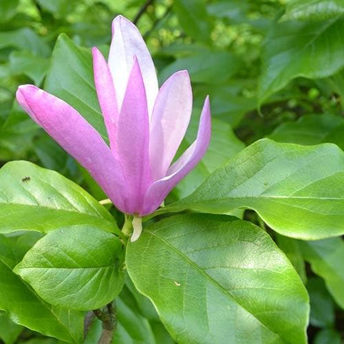  Magnolia Susan