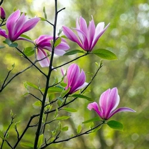  Magnolia Susan