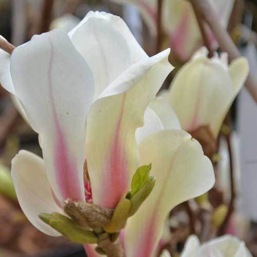  Magnolia Denudata Sunrise