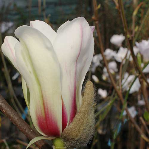  Magnolia Denudata Sunrise