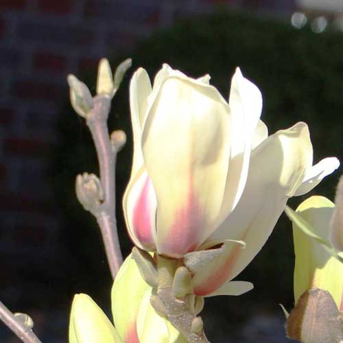  Magnolia Denudata Sunrise