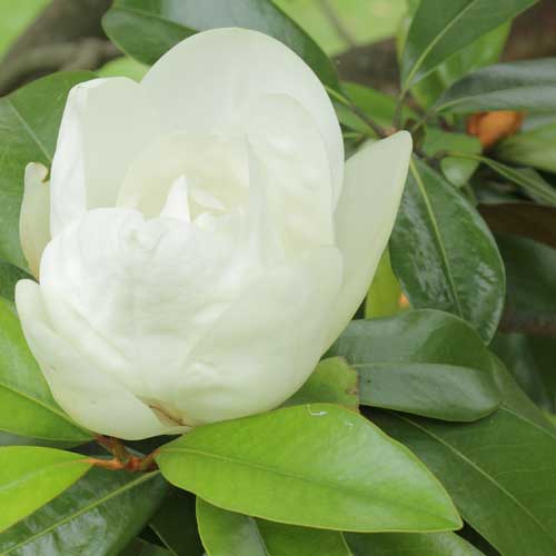  Magnolia Grandiflora Galissonnière
